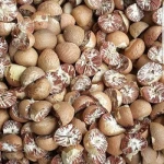 WHOLE BETEL NUT / PEELED BETEL NUT / SUPARI ARECA NUT