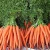 Import Wholesale Cheap Crispy China Fresh Carrot from China