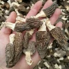 Wholesale Cultivated Dried Truffle Morels Mushrooms with MOQ:1KGS