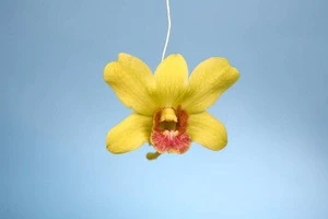 Wholesale Fresh Dendrobium Jade Thai Orchids Cut Flower Best Price , Try us!!!