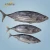 Import Wholesale Frozen Seafood 1.8 kg up Bulk Pack Frozen Skipjack Tuna Whole Round from China