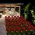 Wholesale garden decorative rose flower lights solar powered lamps waterproof for outdoor