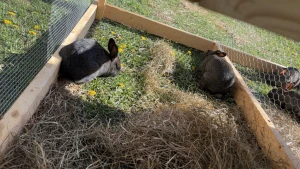 Silver Fox rabbits