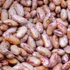 Export Quality Premium Sugar Beans Bulk Supplier South Africa