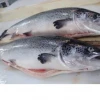 Fresh Norwegian Salmon Fish / Atlantic Salmon Fish, Salmo Salar