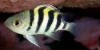 Abudefduf Vaigiensis