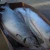 Import Fresh Norwegian Salmon Fish For Sale from Norway