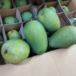Fresh Riped Mangoes Fruits