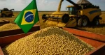 Soja GMO