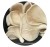Import OYSTER MUSHROOM from India