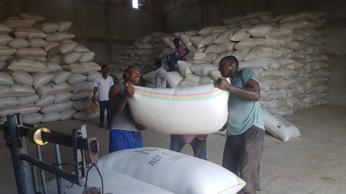 Buy Humera Sesame Seed, Ethiopian (white), Hulled from FARMSTEAD