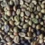Import Ethiopian Arabica Coffee Beans/ green beans coffee from South Africa