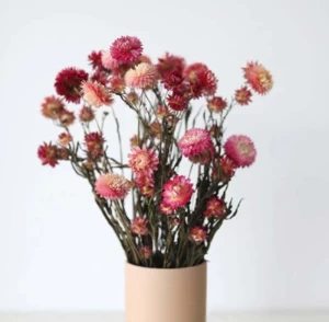 Natural Dried Decorative Straw Chrysanthemum Strawflower for Wedding Valentine's
