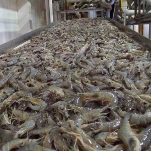 Fresh & Frozen Shrimp