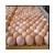 Import FRESH CHICKEN WHITE EGGS !! from South Africa