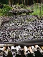 Organic Vanilla Beans