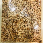 Premium Dried Brown Beans / Honey Beans - Nigeria Origin For Export