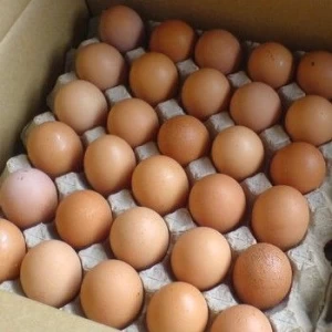 Buy Chicken Eggs Ostrich Eggs, Chicken Eggs, Turkey Eggs Fresh Table Eggs Brown And White