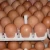 Import Buy Chicken Eggs Ostrich Eggs, Chicken Eggs, Turkey Eggs Fresh Table Eggs Brown And White from Germany