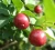 Import Wolfberry Extract from China