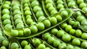 New green peas wholesale IQF frozen pea bean