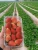 Import Fresh Strawberry from Egypt