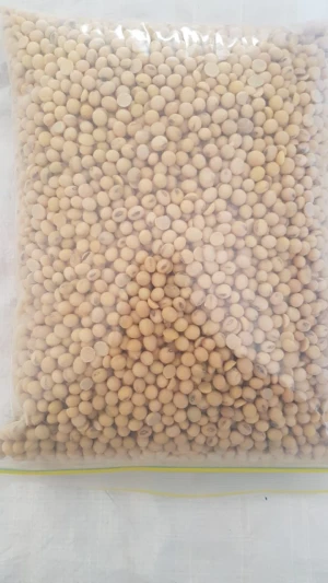 NON- GMO Soybean seed / Soyabean seed