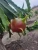 Import Dragon fruit pitaya from Ecuador