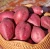 Import High Quality Fresh Potatoes Export from Vietnam