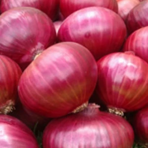 Exporter of onion from india