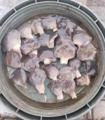 Sheepshead Mushrooms