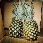 Fresh GIANT Pineapples Dominican Republic