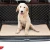 Import Pet washable training absorbent diapers Dog Pee Mat Puppy Training Urine Diaper Pads Reusable Potty Pet Dog Pee Pad from China