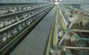 Automatic layer cage system