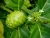 Import 100% natural organic noni tea (Mekong Herbals) Mrs Ella: Webchat: cellphone: +84938898920 from Vietnam