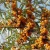 Import 10000T/Year Fresh Frozen Wild Sea Buckthorn Berries for Sale from China