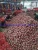 Import 2021new Crop Fresh Red Onion, Yellow Onion, Fresh Onion, Fresh Red Onion, Fresh Yellow Onion, China Fresh Red Onion, Top Quality Yellow Onion and Red Oniobn from China