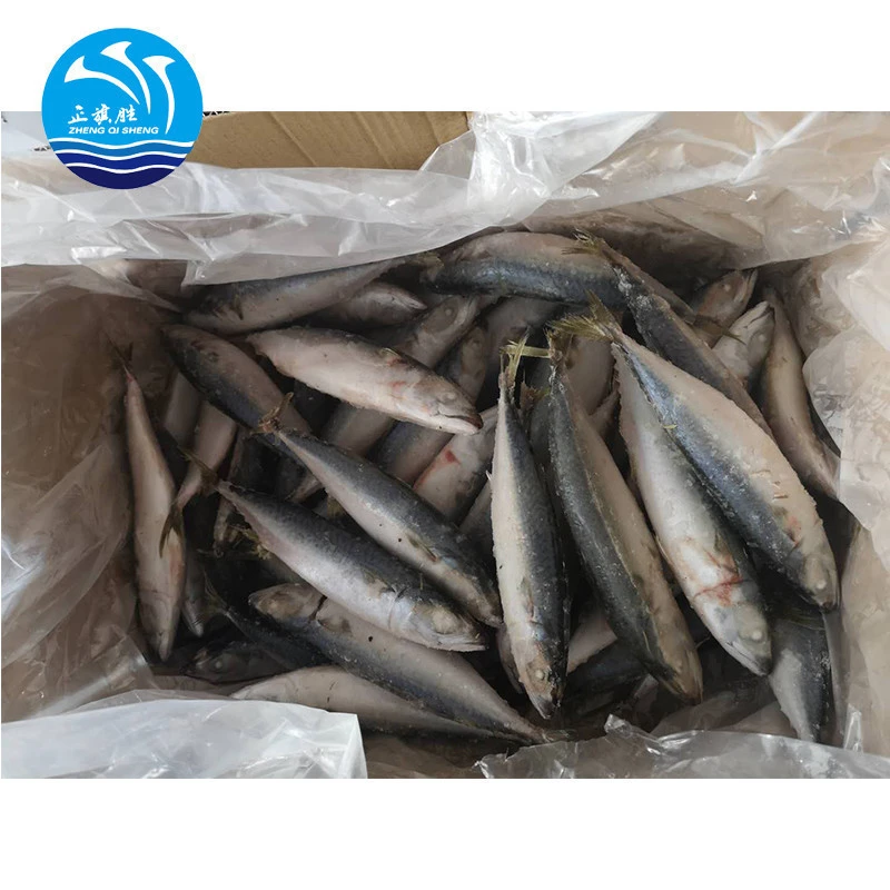 A Grade Frozen Pacific Mackerel Seafood For Sale