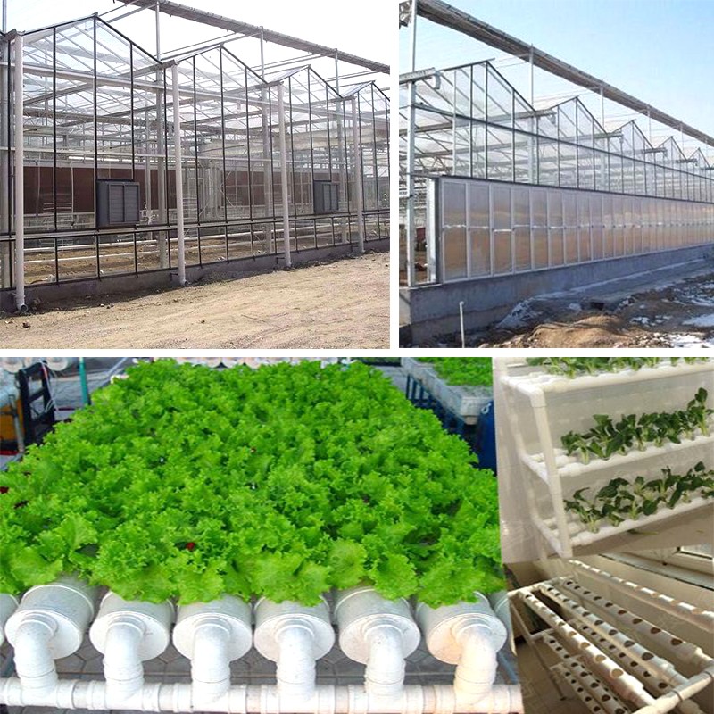 agricultural vegetable large glass panels greenhouse structure with hydroponics system