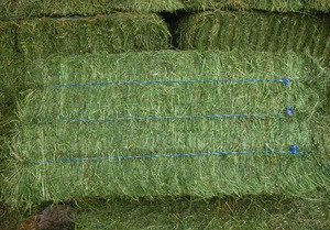 Alfalfa HAY Green and Fresh - Best Quality and Price