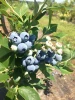 American Farm Fresh Blueberries