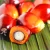 Import Automatic palm oil press equipment from China