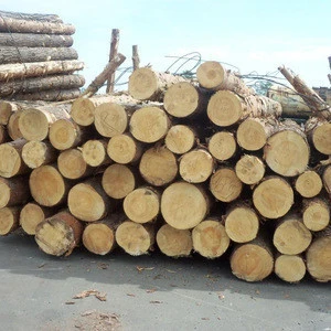 beech logs available in good quality and good prices