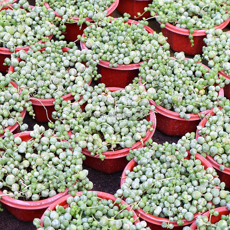 Best popular indoor plants live natural succulent plants bonsai green beads