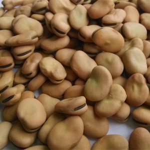 Best quality broad beans faba beans
