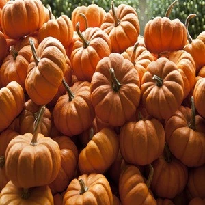 Bulk Pumpkins Wholesale, Fresh Pumpkins For Sale