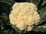 cauliflower