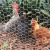 chicken coop galvanized hexagonal wire mesh