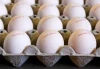 chicken Fresh Eggs in wholesale