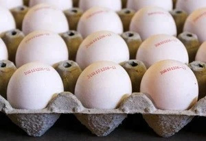 chicken Fresh Eggs in wholesale